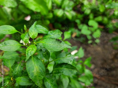 Wallpaper Mural Ant on a leaf Torontodigital.ca