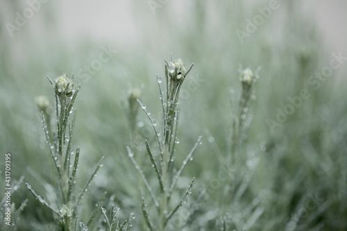 Flora of Gran Canaria - forming inflorescences of Logfia natural macro floral background 