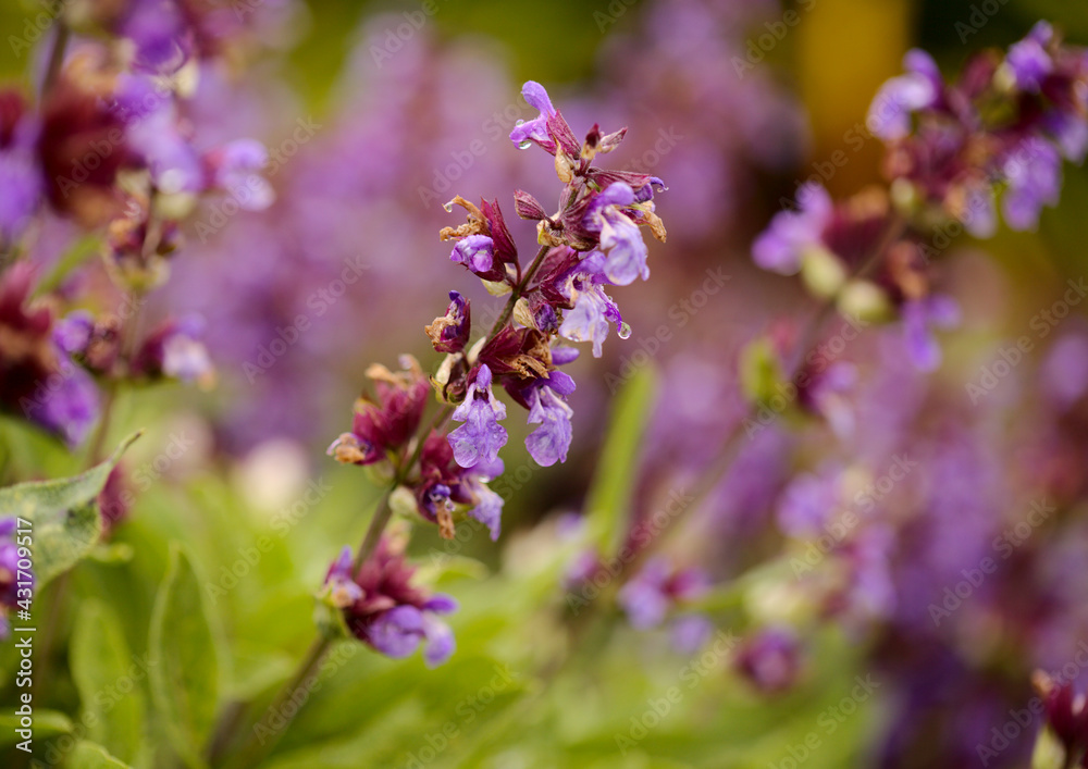 Blue flowers of a sage natural macro floral background Blue flowers of a sage natural macro floral background