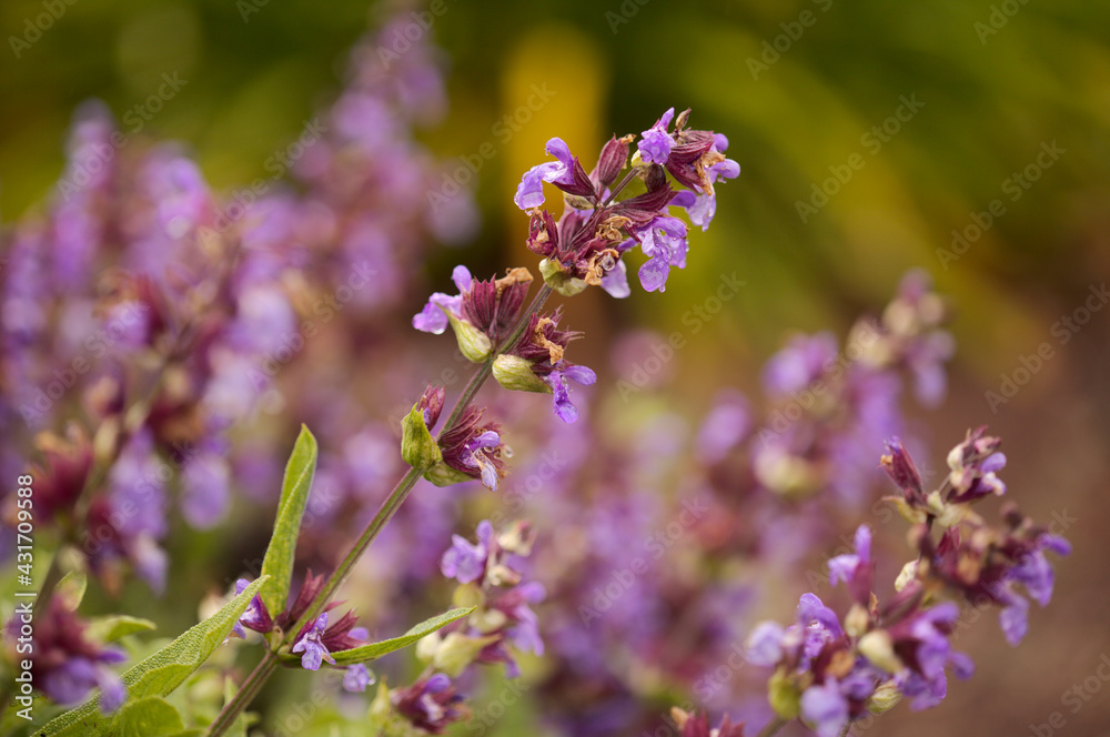 Blue flowers of a sage natural macro floral background Blue flowers of a sage natural macro floral background