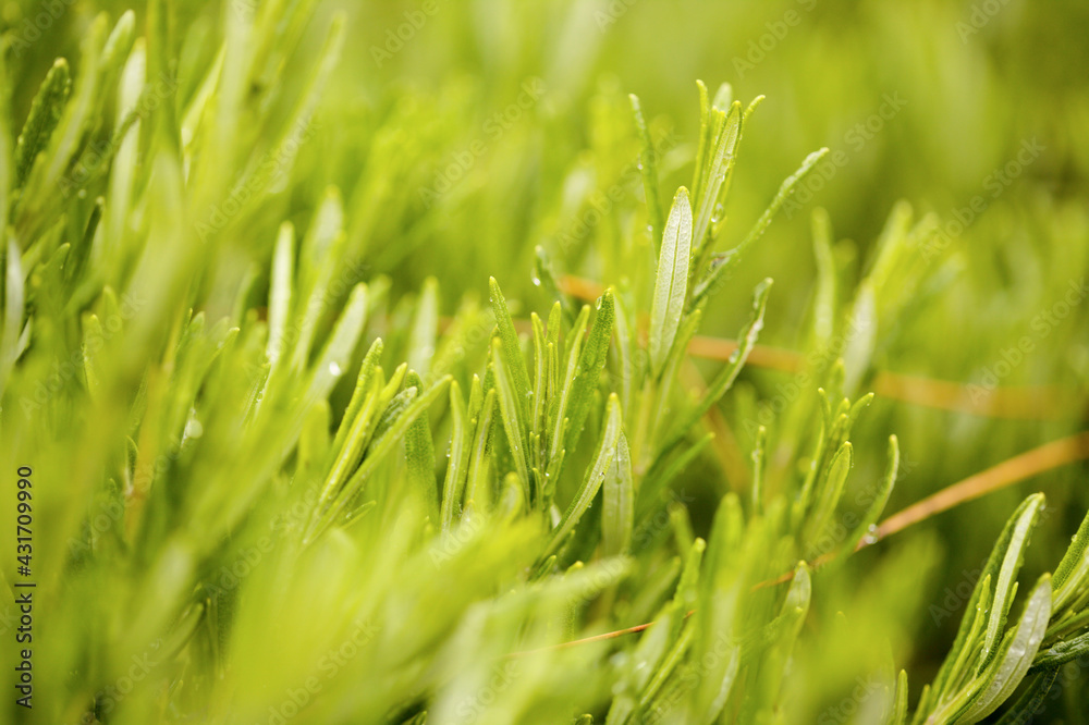 medicinal plant rosemary natural macro floral background
