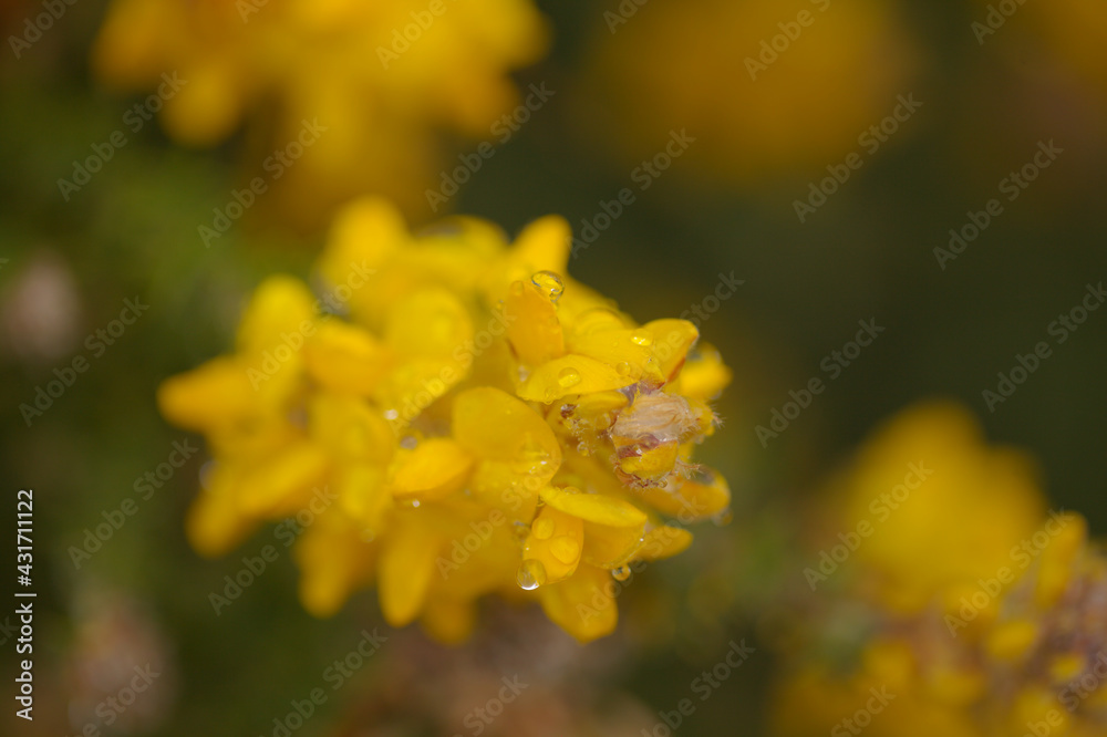 Flora of Gran Canaria - flowering Adenocarpus foliolosus, Canary Island flatpod natural macro floral background
Flora of Gran Canaria - flowering Adenocarpus foliolosus, Canary Island flatpod natural macro floral background