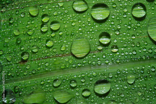 dew on leaves