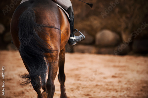 Rear view of a bay horse with a dark long tail and a rider sitting in the saddle, which gallops on a dark autumn day. Horse riding. Equestrian sports.