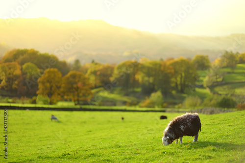 Fototapeta Sheep marked with colorful dye grazing in green pastures