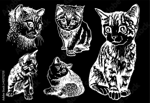 Fototapeta Naklejka Na Ścianę i Meble -  Vector set of domestic cats on black background,engraved illustration