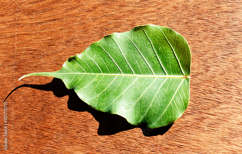 Green leaf of spotted sickle fish, Drepane punctata tree, symbol of Buddhism tree, Thailand, on a brown wooden floor photo