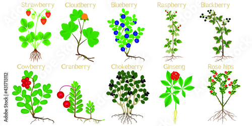Set of berry plants with roots on a white background.