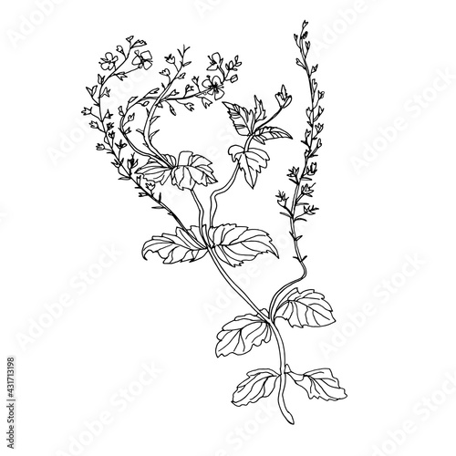 Outline silhouette of wild field herbs with leaves and small flowers isolated on white. Vector eco-friendly herbal hand drawn illustration. Design element for postcard  poster  ecology package.