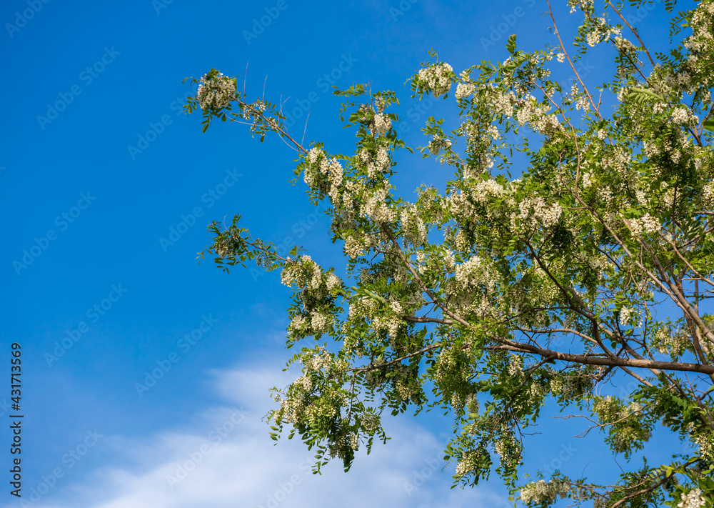 Locust tree blossom - Robinia pseudoacacia Locust tree blossom - Robinia pseudoacacia