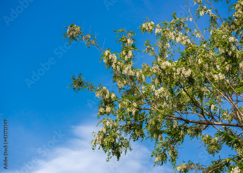 Locust tree blossom - Robinia pseudoacacia