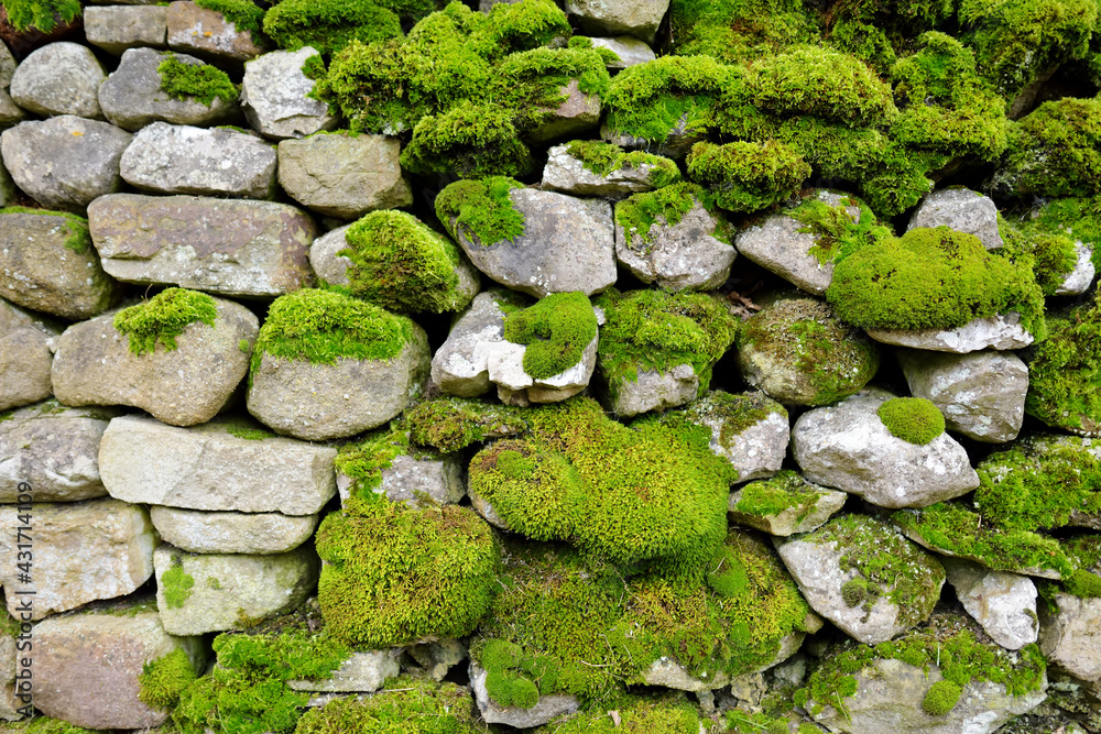 Green moss covering limestone fence in the Lake District, famous for its glacial ribbon lakes and rugged mountains.