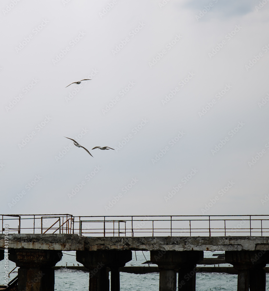Black Sea gulls on the Black Sea coast