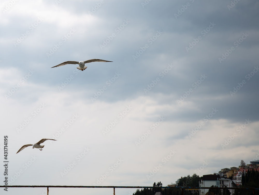 Black Sea gulls on the Black Sea coast