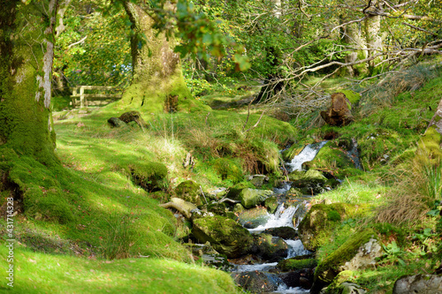 Woodland near Buttermere lake, located in the Lake District, UK. Popular tourist attraction in Lakeland. © MNStudio