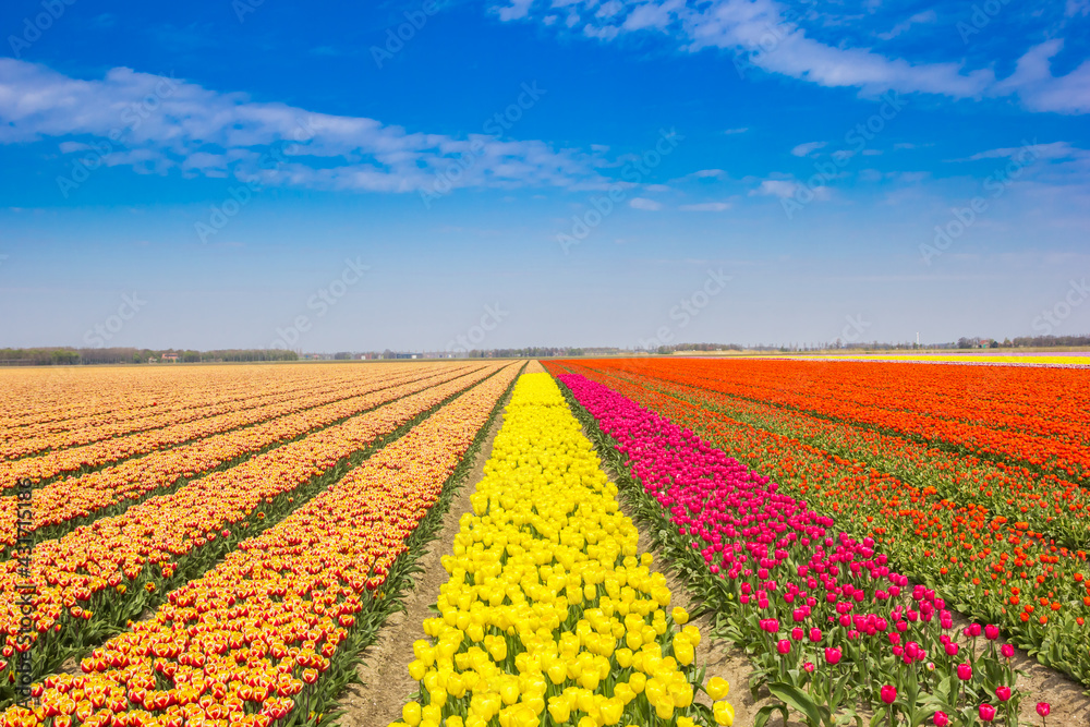 Bright colors of a tulips field in Noordoostpolder