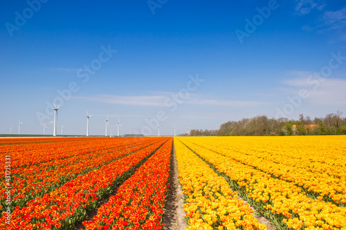 Field of colorful orange and yellow tulips in spring