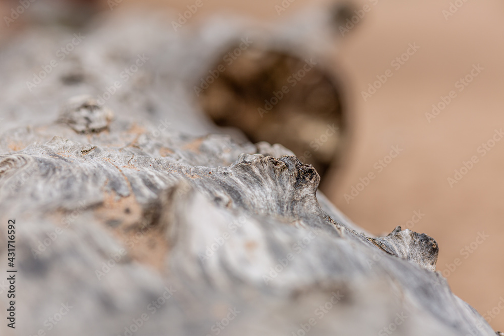 Knots in the elm tree trunk in close up. Knots in the elm tree trunk in close up.