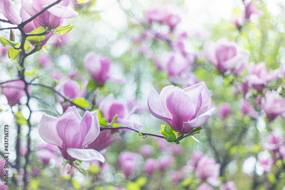 Magnolia flower blooming against a background of blurry magnolia flowers with raindrops. Magnolia Magnolia flower blooming against a background of blurry magnolia flowers with raindrops. Magnolia