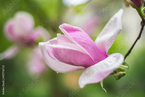 Magnolia flower blooming against a background of blurry magnolia flowers with raindrops. Magnolia 