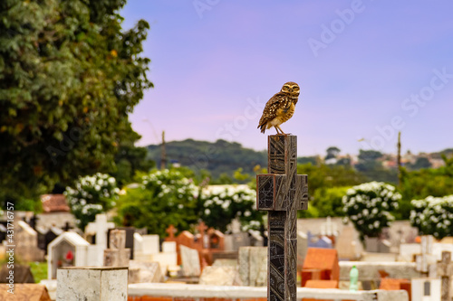 Uma coruja sobre uma cruz com céu, árvores e túmulos do cemitério ao fundo. photo