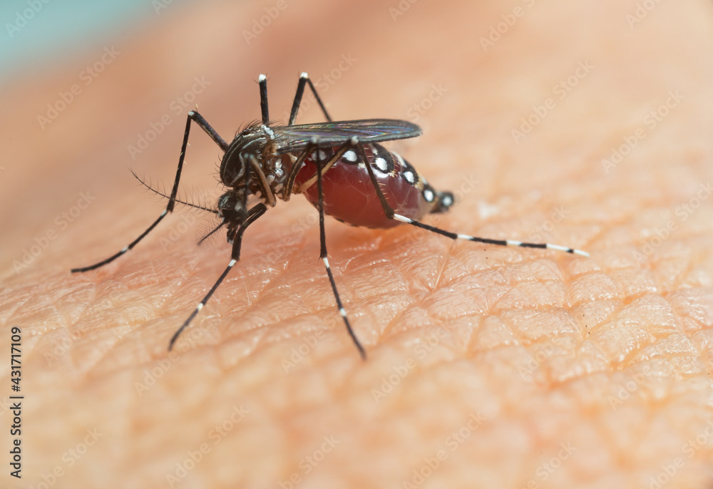 Aedes aegypti Mosquito. Close up a Mosquito sucking human blood Aedes aegypti Mosquito. Close up a Mosquito sucking human blood