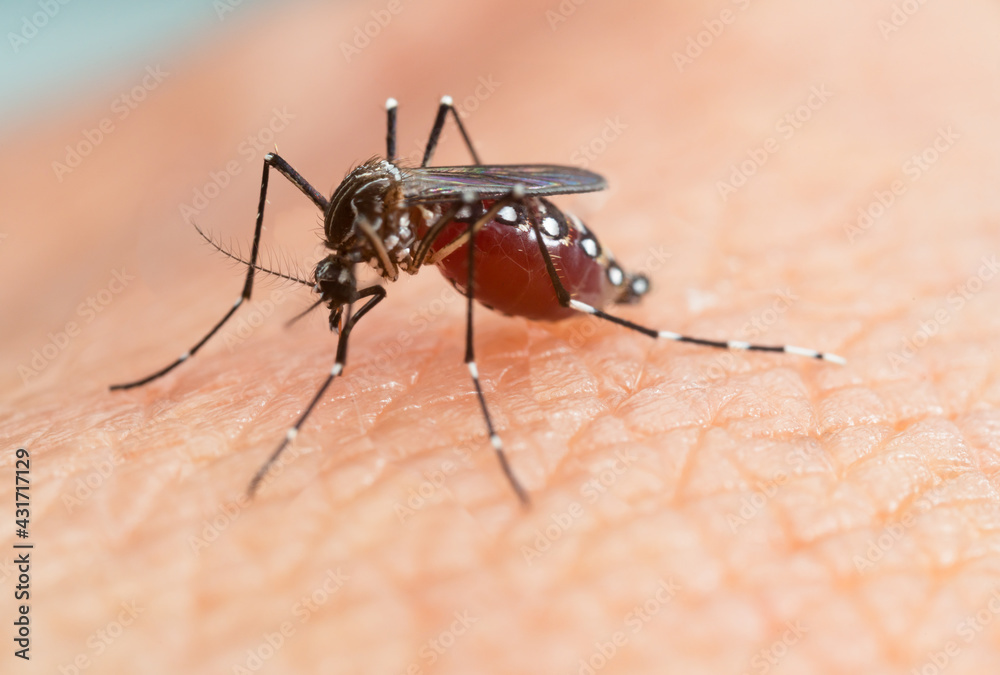 Aedes aegypti Mosquito. Close up a Mosquito sucking human blood Aedes aegypti Mosquito. Close up a Mosquito sucking human blood