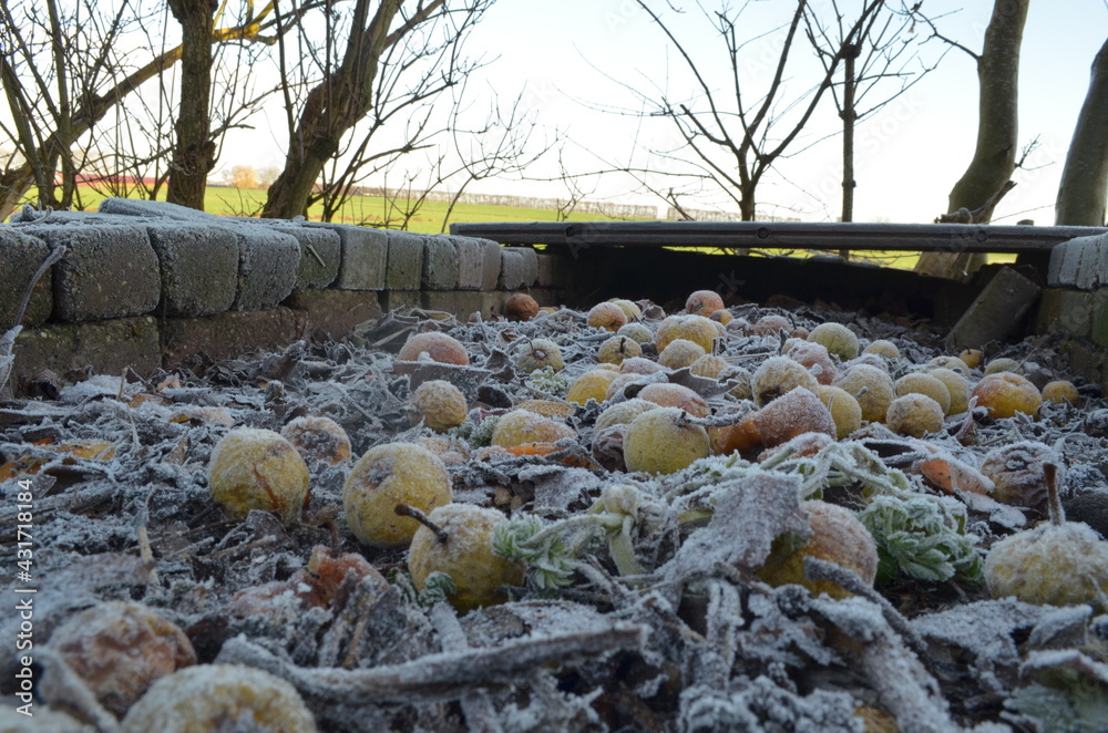 Obraz premium Frozen fruits in a cold morning in The Netherlands