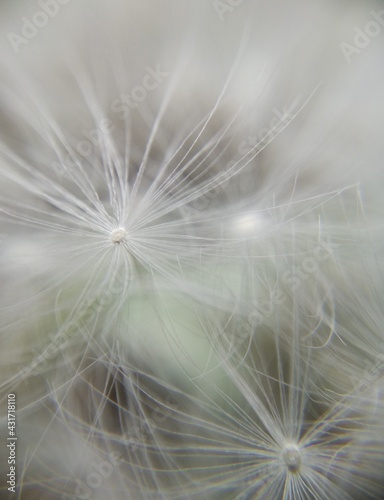 Low focus abstract pattern of fluffy dandelion umbrellas.