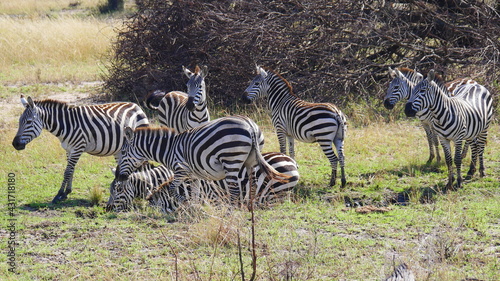 Zebras im Nationalpark Serengeti