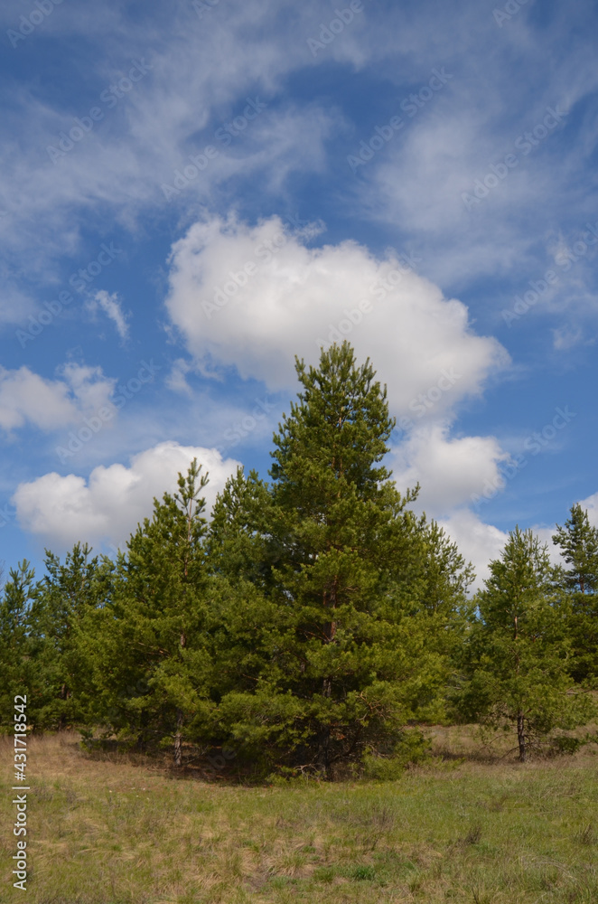 Clouds and pines