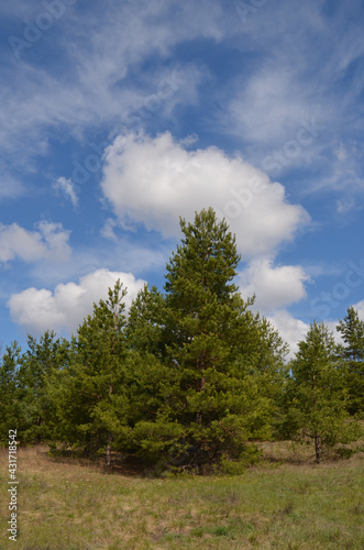 Clouds and pines