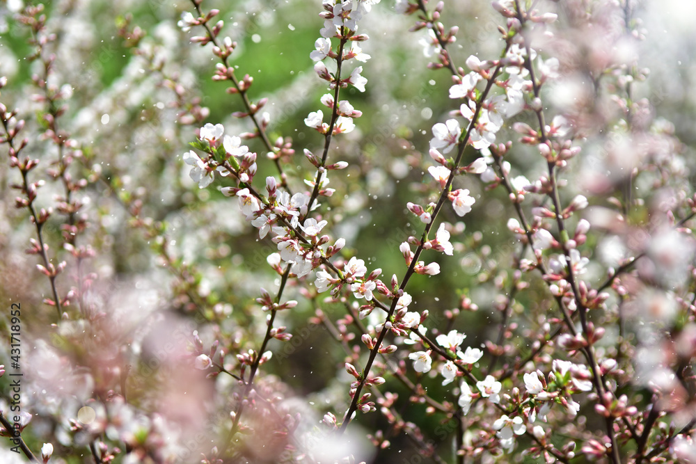 many blossoming cherry twigs. Spring background. Beauty in nature many blossoming cherry twigs. Spring background. Beauty in nature