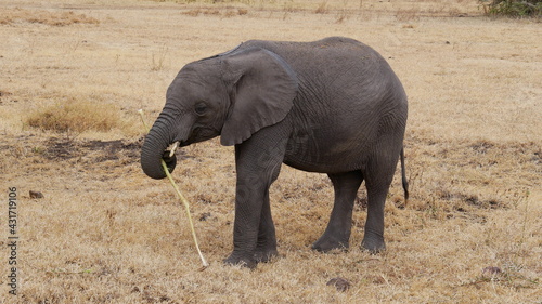 junger Elefantenbulle