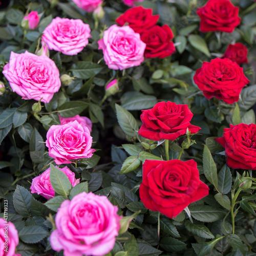 Various varieties of roses outdoors in a flowerbed as a decoration of the park.