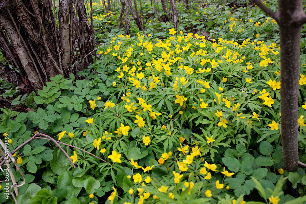 Natural background of yellow anemones (Anemonoides ranunculoides) in forest