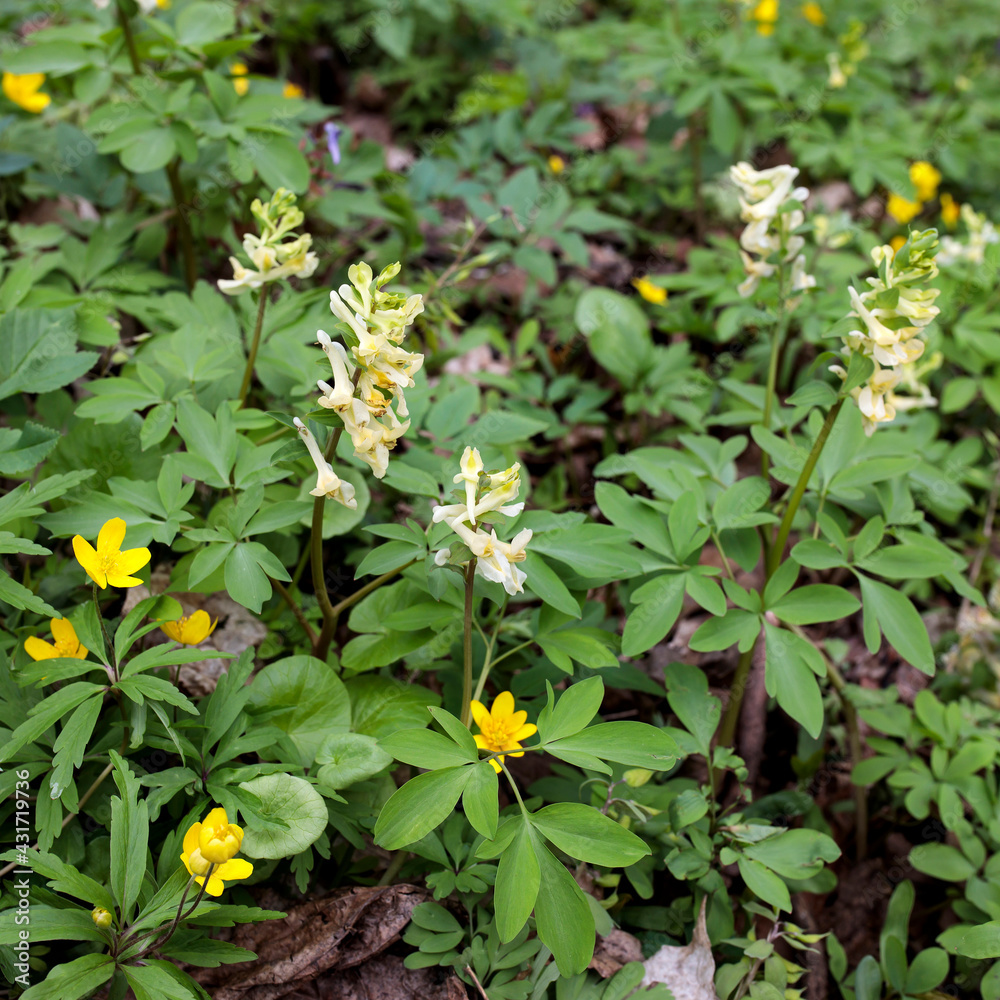 Corydalis is a genus of about 470 species of annual and perennial herbaceous plants in the family Papaveraceae. Corydalis is a genus of about 470 species of annual and perennial herbaceous plants in the family Papaveraceae.