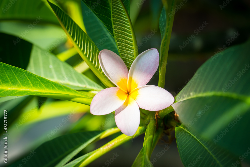 Fototapeta premium Frangipani flower or plumeria flower Bouquet on branch tree in the morning on nature green leaf background. Plumeria is white and yellow and light pink petal blooming is beauty in the garden park.