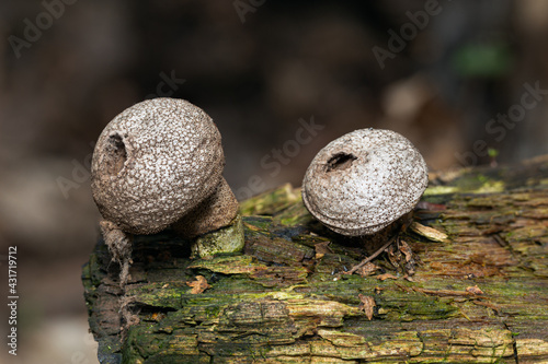 two puffballs Lycoperdon perlatum on a rotten log photo