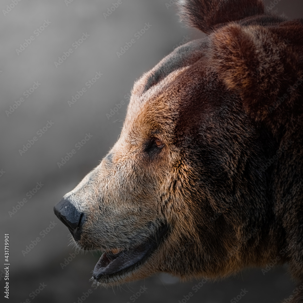 Portrait of male Brown bear (Ursus arctos). Close-up side shot isolated on gray background