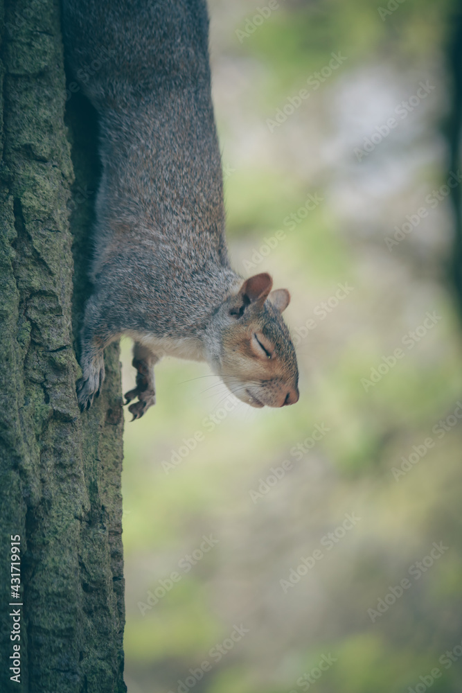 British grey squirrel meditating on tree 