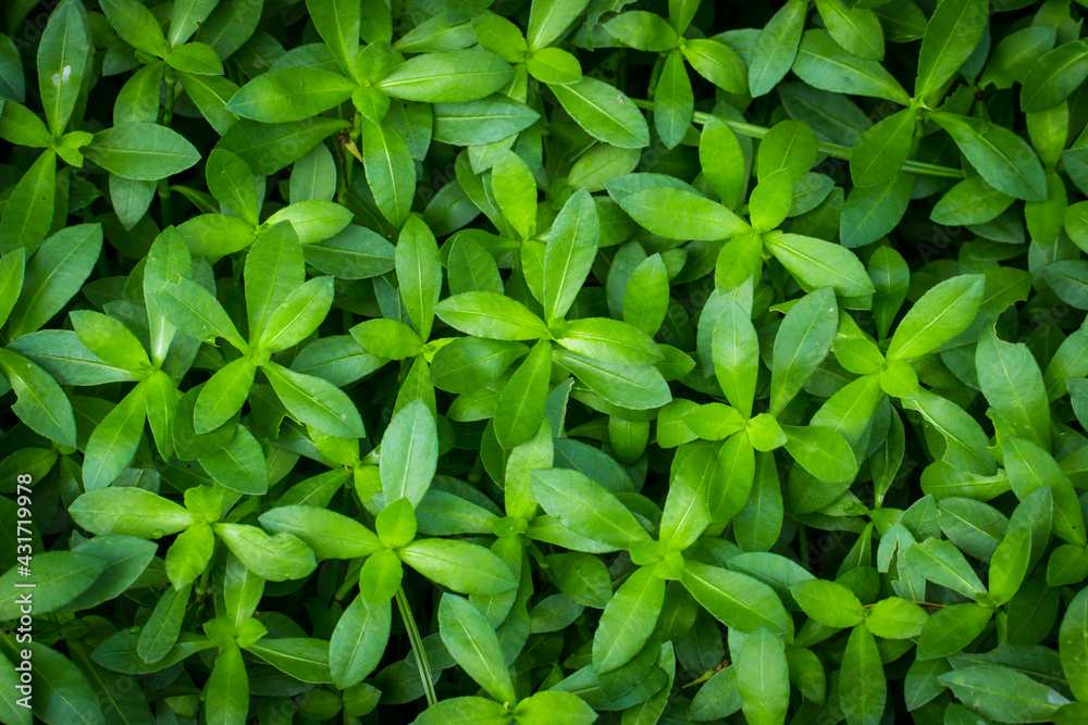 tropical leaves, abstract green leaves pattern, nature background, flat lay, nature concept tropical leaves, abstract green leaves pattern, nature background, flat lay, nature concept