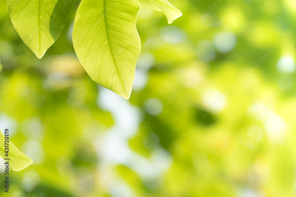 Closeup nature view of green leaf on blurred greenery background in garden at morning sunlight with copy space using as background natural green plants landscape, ecology, fresh wallpaper concept.