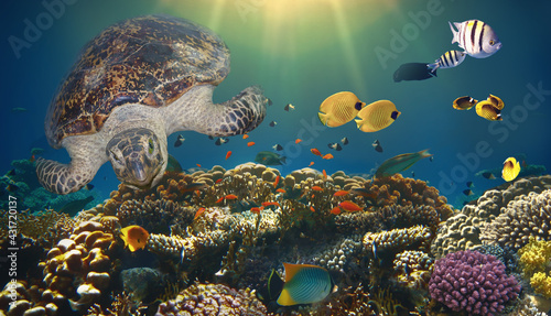 underwater paradise background - coral reef wildlife nature collage with sea turtle and colorful fish background