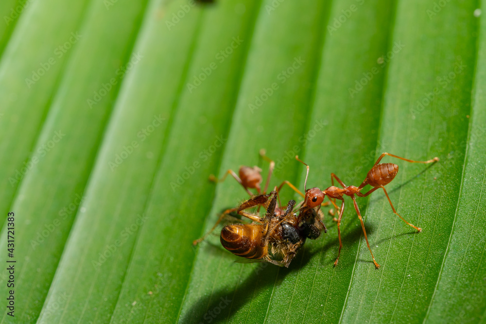 Ant action standing.Red ants are climbing green vines,,Concept team work together Red ant,Weaver Ants (Oecophylla smaragdina),Action of ant carry food Ant action standing.Red ants are climbing green vines,,Concept team work together Red ant,Weaver Ants (Oecophylla smaragdina),Action of ant carry food
