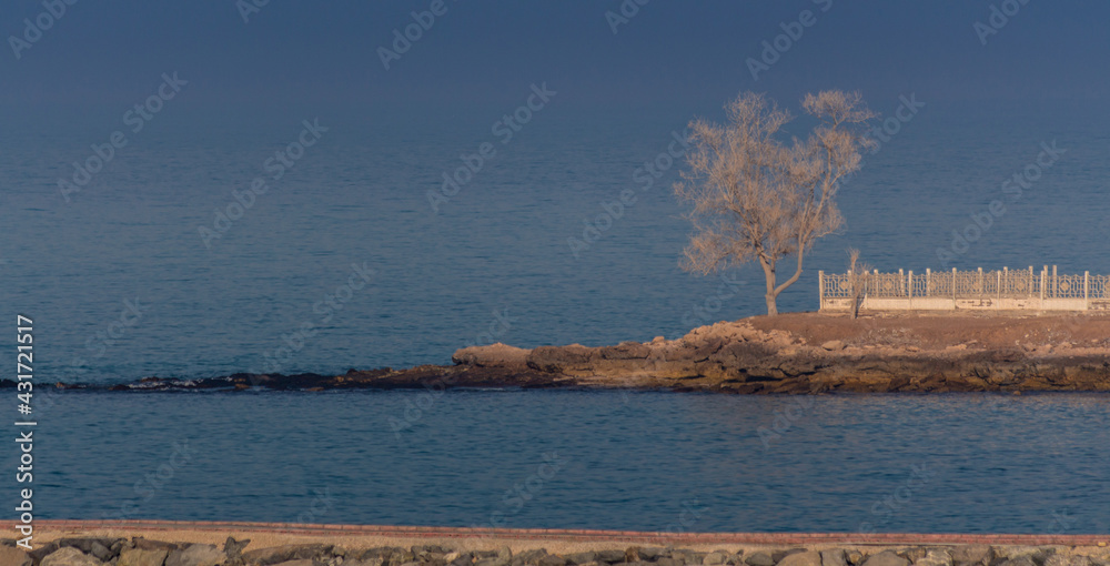 Lonely tree at the seashore at sunset