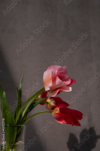 Colorful pink tulips bouquet in water glass. Vertical orientation