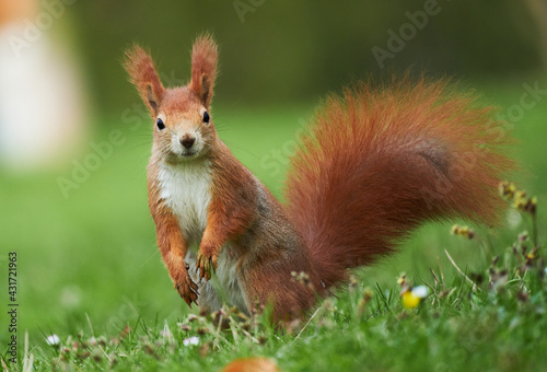 Cute red squirell portrait on the spring meadow. 
