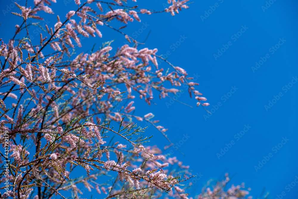 Tamarisk, salt cedar, barley, savory, partial branches background.