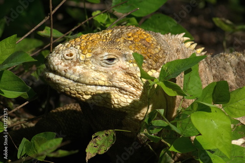 Close up of a land iguana at Urbina Bay, Isabela Island, Galapagos, Ecuador photo